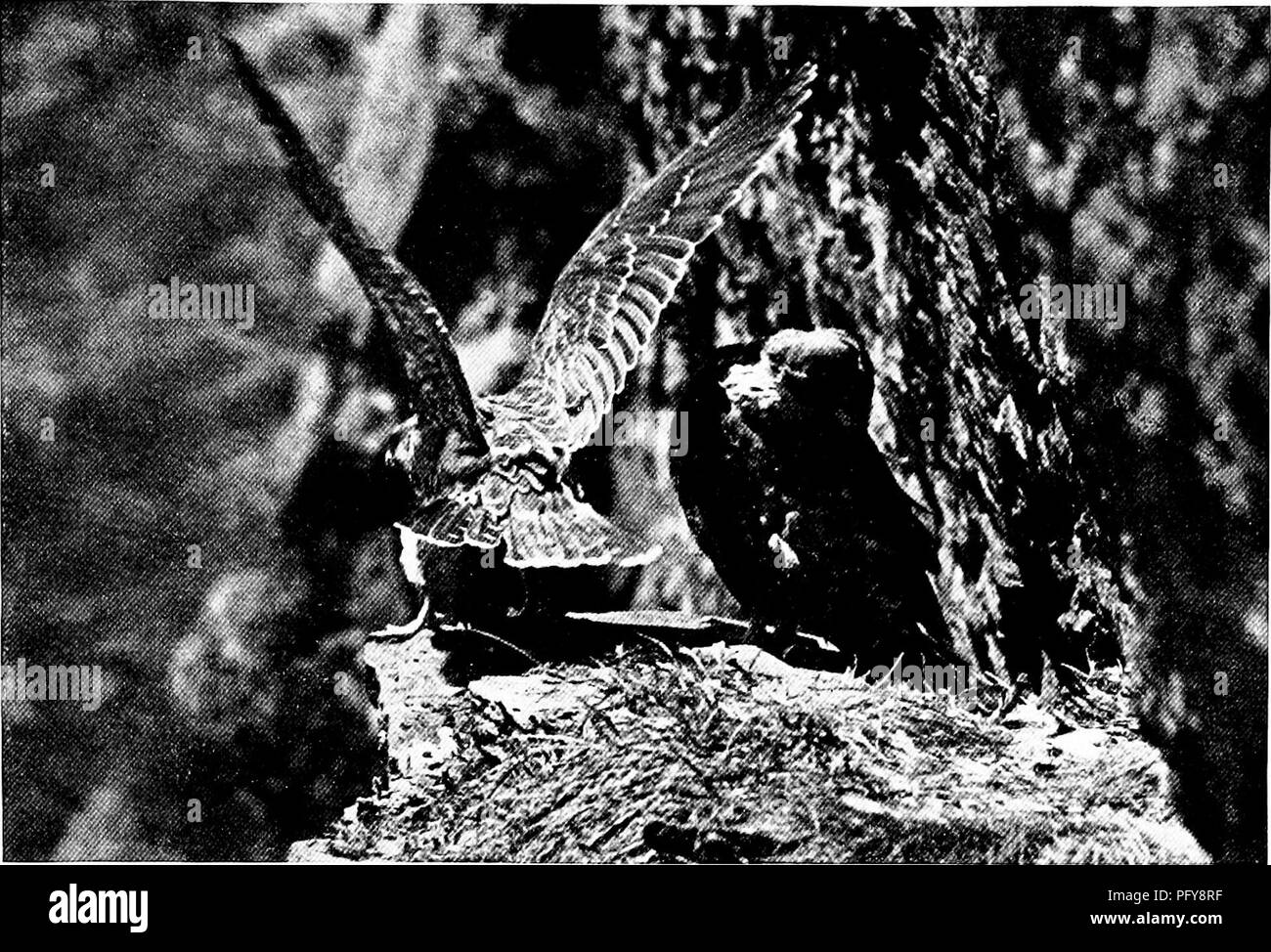 Questo articolo mette in evidenza la varietà di specie di uccelli, concentrandosi in particolare sul comportamento e lo sviluppo di giovani uccelli come i falchi d'anatra. Fornisce informazioni sulla crescita, lo sviluppo del volo e il comportamento di nesting. Foto Stock