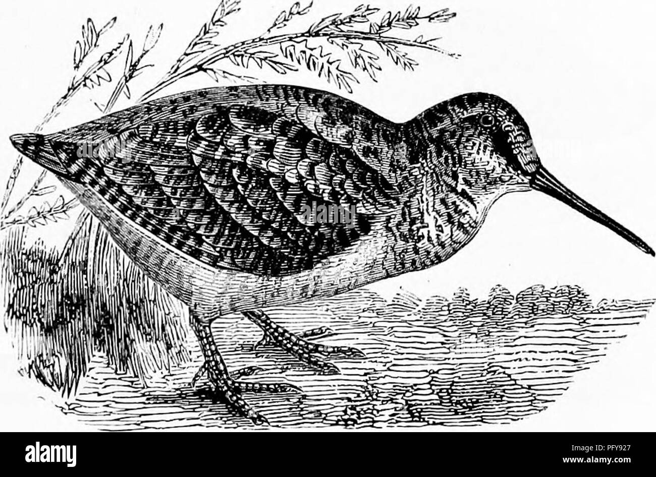 . Rettili e uccelli. Un popolare conto dei vari ordini; con una descrizione delle abitudini ed economia dei più interessanti. Uccelli e rettili. La beccaccia. 339 Il Sanderlings (Caledris) e l'Curlews {Numenius, Latham) sono specie strettamente connesse ai nodi ma differenti nelle loro abitudini e caratteristiche fisiche. Essi visitare tutte le coste europee in piccoli greggi, incessantemente in movimento. Anche l'abbondanza di cibo non è sufficiente a mantenere molto a lungo nella stessa località : motion sembra la legge della loro esistenza. La beccaccia {Scolopax rusticola) ha una molto lunga, diritta, Foto Stock