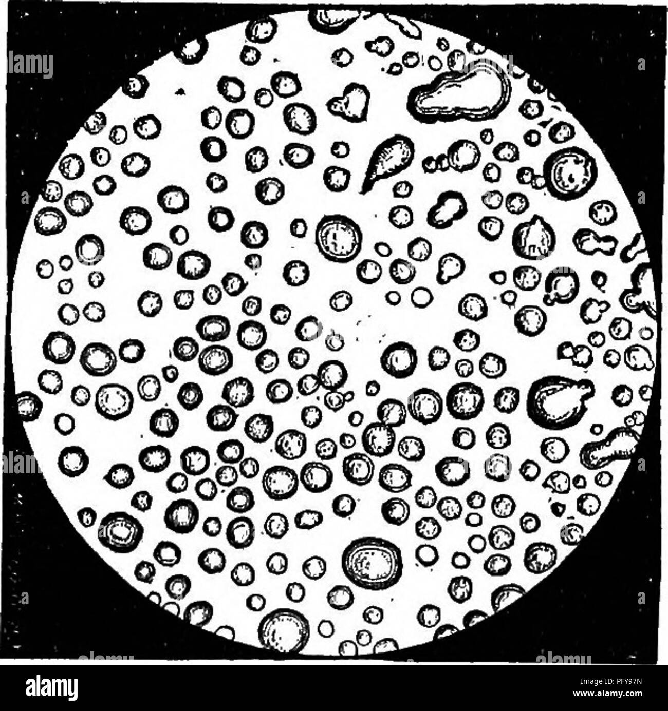 . Un'analisi chimica e fisica del latte, il latte condensato e lattanti " latte-alimenti, con speciale riguardo al igieniche e sanitarie di ispezione di latte : una guida di laboratorio, sviluppato dall'esperienza pratica, destinata per farmacisti, medici, sanitarians, studenti, etc. Latte; neonati. 56 un apparato per questo e per la determinazione della specifica grav- ità, ben confezionato in un caso e pronto per l'uso in ospedali, è stato ideato dalla dott.ssa F. Conrad e la sua applicazione sono descritti da lui in un opuscolo intitolato "Die Untersuchungen der Frauen- milch fuer die Beduerfnisse der aerztlichen Praxis,&q Foto Stock