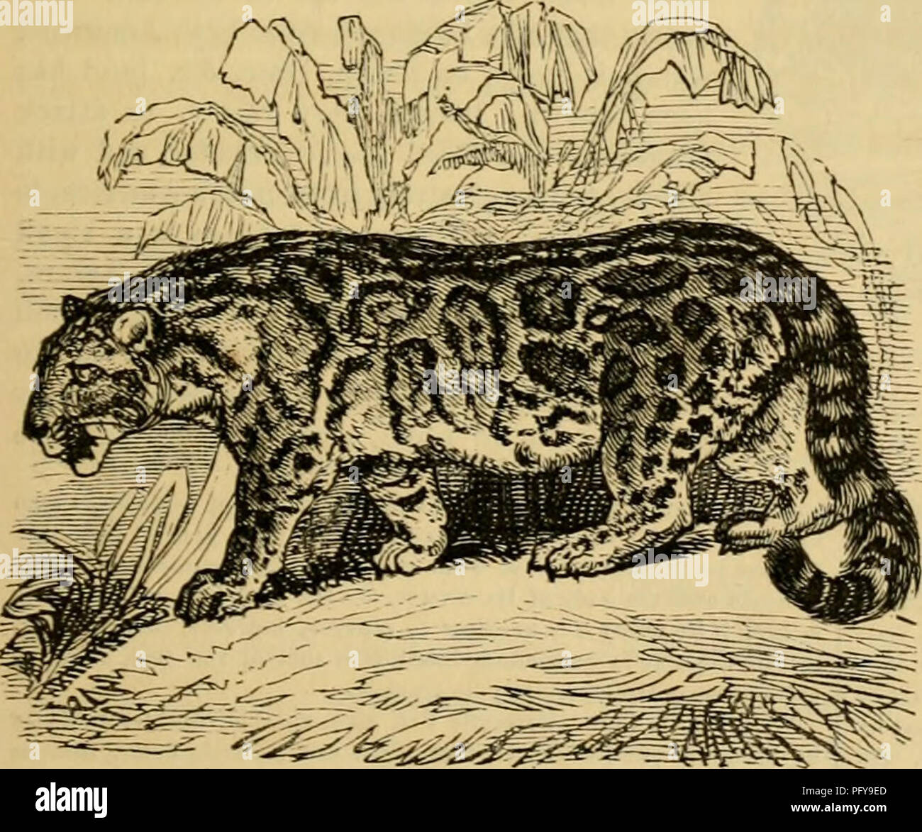 . Cuvier il regno animale : disposti secondo la sua organizzazione. Animali. CARNARIA. 95 al di sotto di : superiore dente carnivore trilobata, con un ampio tacco sul suo lato interno ; l'inferiore con due appuntita ed il taglio di lobi, e senza tacco : infine, hanno solo una piccolissima tubercolare superiore e non uno corrispondente nella ganascia inferiore. [Questi animali alla sprovvista di scorrimento su di loro prev e cogliere con un improvviso molla, in cui essi spendono le loro energie.] Le specie sono estremamente numerosi e variano molto nelle dimensioni e nel colore, ma sono tutti quasi simile nella struttura. Possiamo solo sub Foto Stock