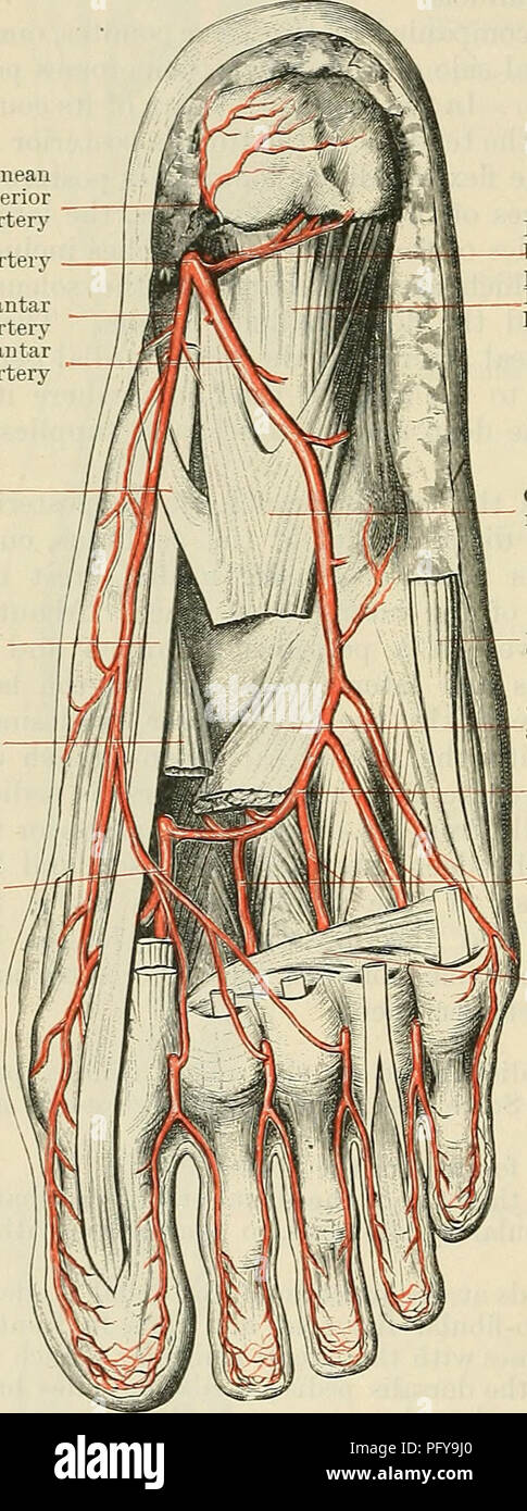 Il Modello Umano Di Sezione Trasversale Della Pelle Struttura Umana Dettagliata Con Capelli Image130969706 Il Modello Umano Di Sezione Trasversale Della Pelle Struttura Umana Dettagliata Con Capelli Image130969706