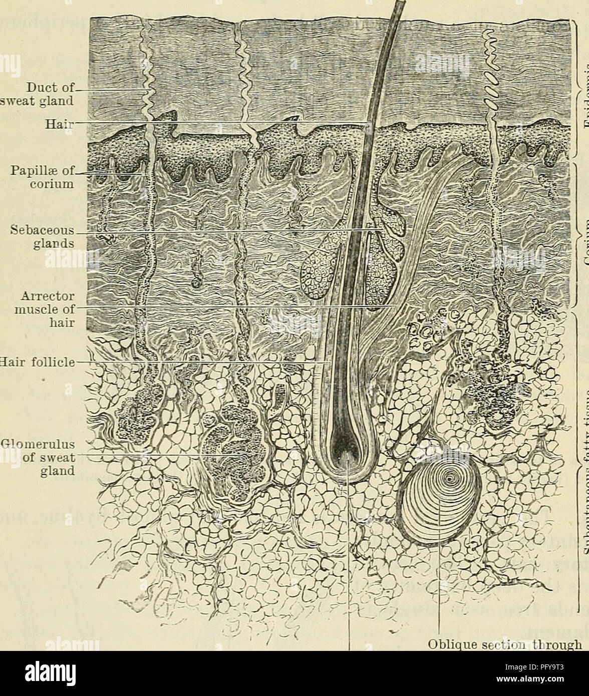 . Cunningham il libro di testo di anatomia. Anatomia. 856 LA PELLE OE tegumento. capelli-come estremità delle cellule gustative e così rende thern pronto per essere stimolati da sostanze successive. Va aggiunto che vi è una stretta associazione tra i sensi di odore e gusto. Ciò può essere meglio apprezzata prendendo in considerazione il gusto difettoso percezioni derivanti da condizioni infiammatorie della mucosa nasale, o la pratica comune di tenere il naso al fine di ridurre al minimo il sapore di farmaci nauseabondo. Lo sviluppo della linguetta è descritto a pagg. 45-46. INTEGUMENTUM comune. T Foto Stock