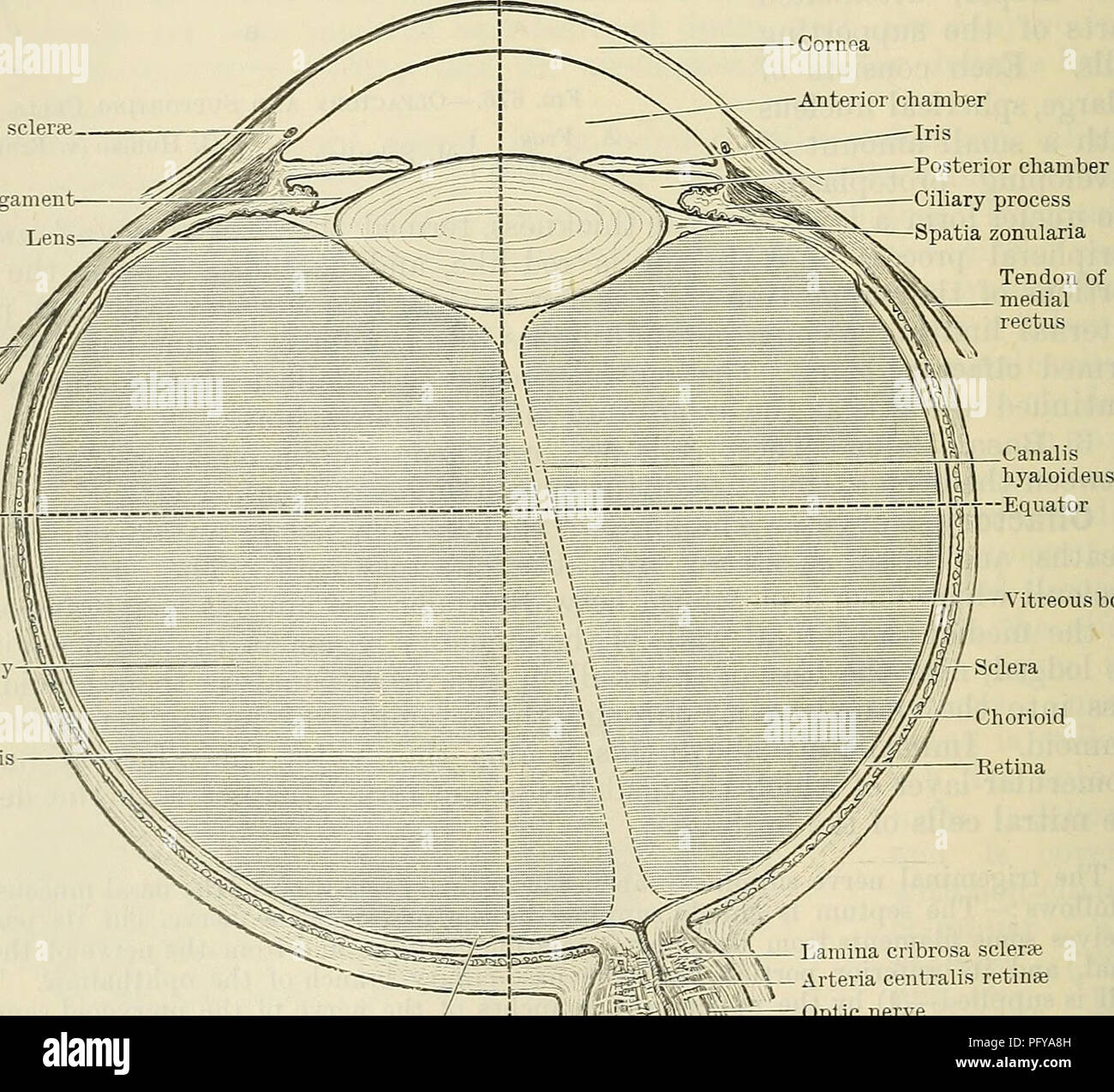 . Cunningham il libro di testo di anatomia. Anatomia. 806 IL OEGANS DI SENSO. l'arteria settale dal labiale superiore. Il seno mascellare è in parte alimentato dall'infra- arteria orbitale mentre la sphenoidal sinus prende il capo di alimentazione dal spheno-arteria palatina. Le vene formano una densa plesso cavernoso ; questa condizione è ben visto nella regione respiratoria, e soprattutto in modo oltre la metà inferiore e conchas nasale e sulla parte inferiore del setto. Il sangue venoso è portato in tre direzioni di capo, vale a dire anteriormente all'anteriore vena facciale, posteriormente nel spheno-palatin Foto Stock