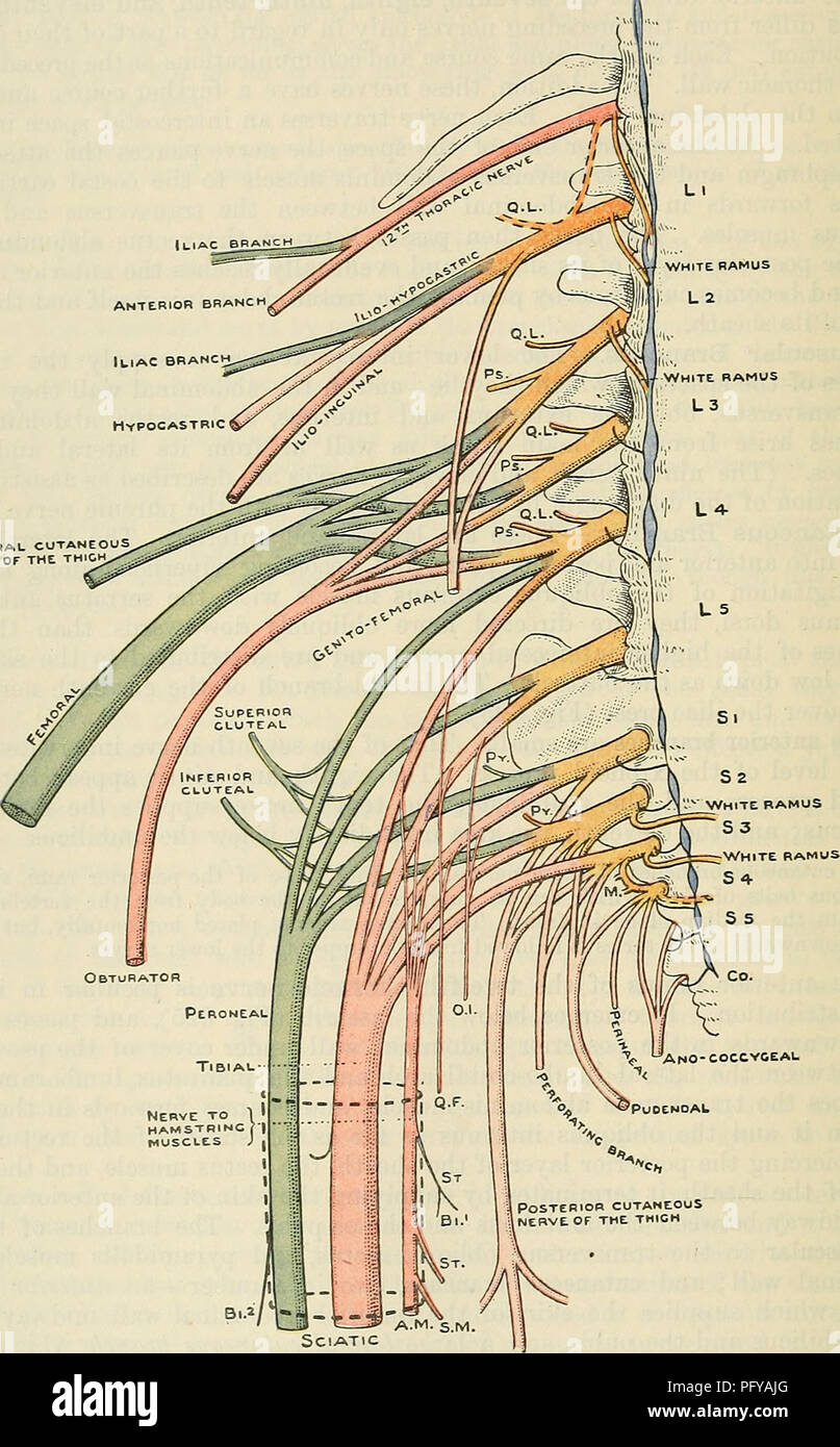 . Cunningham il libro di testo di anatomia. Anatomia. 18 IL SISTEMA NEEVOUS. nervo lombare nel muscolo psoas. Si può comunicare anche con l'ilio-hypogastric nerve, COME' giacciono insieme nella parete addominale. Inter-comunicazioni dei nervi toracica.-è stato già notato che le cinghie o le aree di pelle forniti dai rami dei nervi toracica sono anche innervate da nervi adiacenti su un lato che invadono la zona fornita da un dato del nervo. Le comunicazioni avvengono anche tra i rami dei nervi alimentando i muscoli intercostali, per cui i muscoli di un dato spazio der Foto Stock
