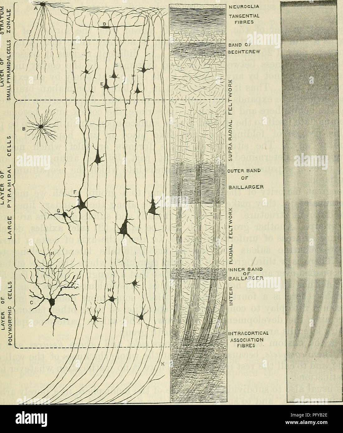 . Cunningham il libro di testo di anatomia. Anatomia. Il NEOPALLIUM. 645 Emisfero che si trova sottostante alla corteccia grigia è composta di nervo medullated- fibre disposte in un modo intricato. Ma la disposizione di queste fibre non può essere adeguatamente compresa fino a quando la configurazione della superficie del semi- sfera è stata considerata. Fig. 574.-diagramma per illustrare la struttura minuta della corteccia cerebrale e di spiegare in che modo influenza l'aspetto macroscopico. Un "IO E. piccole cellule piramidali. ' ^Neuroglia cellule. C. cella con breve axon (N) che rompono? In una libera arborisation. D Foto Stock