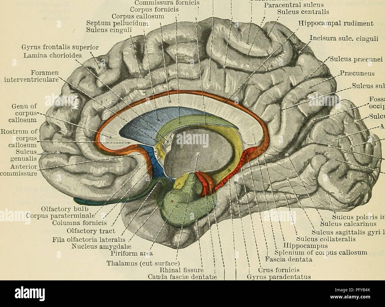 . Cunningham il libro di testo di anatomia. Anatomia. 632 IL SISTEMA NEEVOUS. In sezioni frontali attraverso il occipitale e posteriore regioni temporali il tapetum spicca molto distintamente (Fig. 559, p. 631; vedi anche le figg. 565, p. 636 e 567, p. 638). Setto Pellucidum.setto âThe pellucidimi è un sottile separatore verticale che interviene tra i due ventricoli laterali. Esso è di forma triangolare, e posteriormente è prolungata all'indietro per una distanza variabile tra il corpo del corpo calloso e il fornice, per entrambi i quali è allegata. Di fronte che occupa lo spazio vuoto dietro la genu di Foto Stock