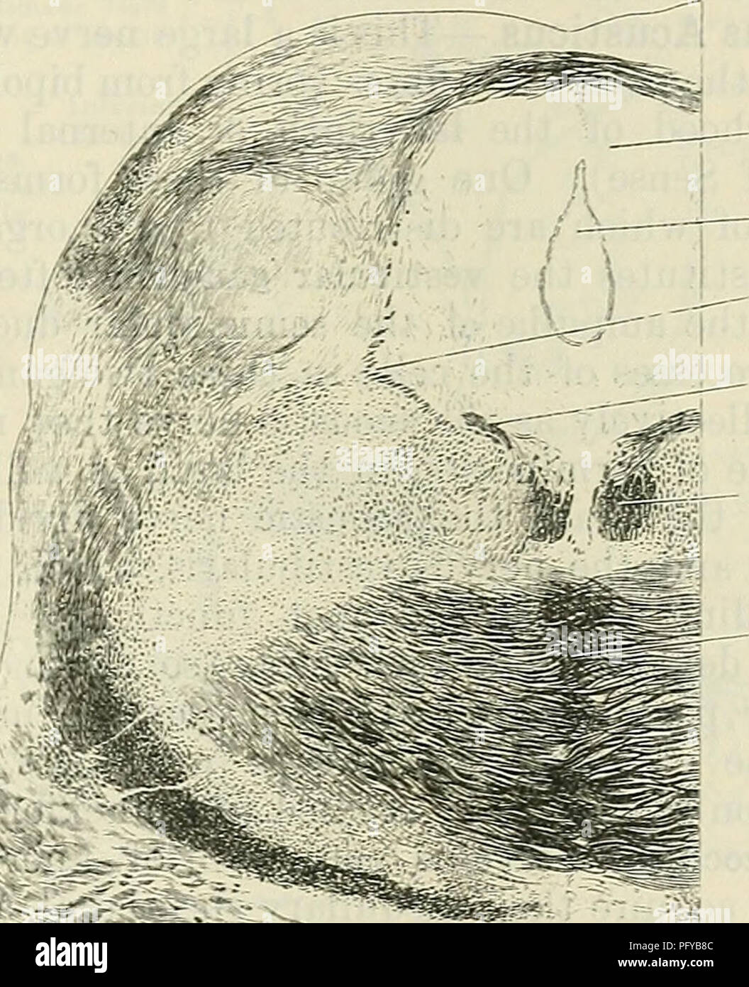 . Cunningham il libro di testo di anatomia. Anatomia. Le profonde connessioni del CEEEBEAL NEEVES. 603 centrale di materia grigia Aquseductus cerebri mesencefaliche radice di tri- disostituzione nervo nervo trocleare lasciando nucleo mediale bundle longitudinale Decussation della congiuntiva brachia in uno o due fasci di tondi, che, piegando bruscamente, ruotare verso il basso a un angolo retto e scendere sul lato mediale del trigemino root. Quando la regione al di sotto del colliculus inferiore viene raggiunto il nervo fa un'altra curva. Questa volta si gira medialmente, entra nell'estremità superiore della sezione anteriore velum midollare, in wh Foto Stock