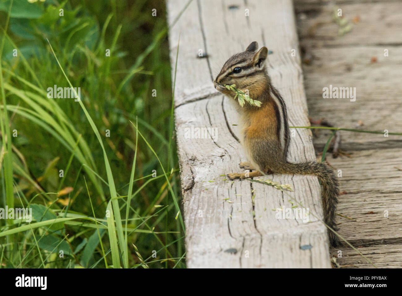 Almeno Scoiattolo striado mangiare teste di seme e poggiante su di un registro Foto Stock