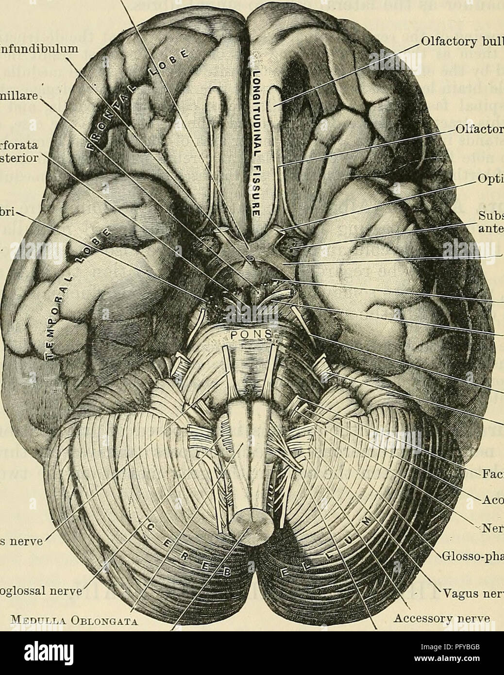 Manuale di anatomia che copre il sistema nervoso umano, compresa la struttura del cervello, la volta cranica e le fessure. Fornisce descrizioni dettagliate dell'anatomia cerebrale e delle relative caratteristiche fisiologiche. Foto Stock
