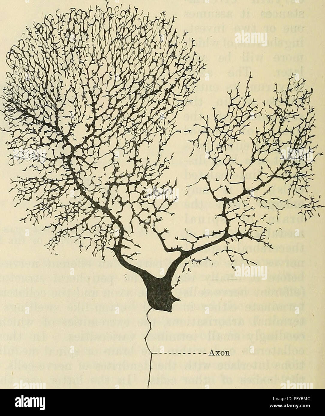 . Cunningham il libro di testo di anatomia. Anatomia. Nervo - fibre. Â- Nerve - fibre, ar- variava in fasci di maggiore o minore ingombro, formano i nervi che pervadono ogni parte del corpo. Essi inoltre costituiscono la maggior parte del cervello e del midollo spinale. Nervo-fibre sono la condotta- ing elementi del sistema nervoso ;â che servono per portare il nervo-cellule in relazione sia gli uni con gli altri e con i vari tessuti dell'organismo. Ci sono diverse varietà di nervo- fibre, ma in tutte le principali e costituente essenziale è un delicato filiformi assone. La differenza più evidente tra i Foto Stock