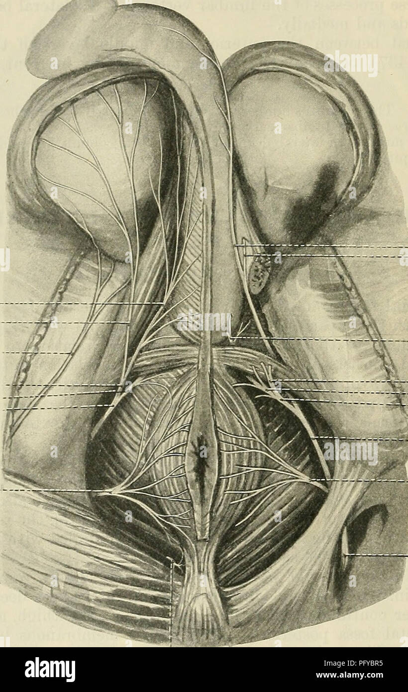 Il Textbook of Anatomy di Cunningham copre aspetti dettagliati dell'anatomia umana, tra cui il sistema muscolare e i muscoli perineali. Descrive i gruppi muscolari superficiali e profondi, concentrandosi sulle loro funzioni e sul posizionamento nel corpo. Foto Stock