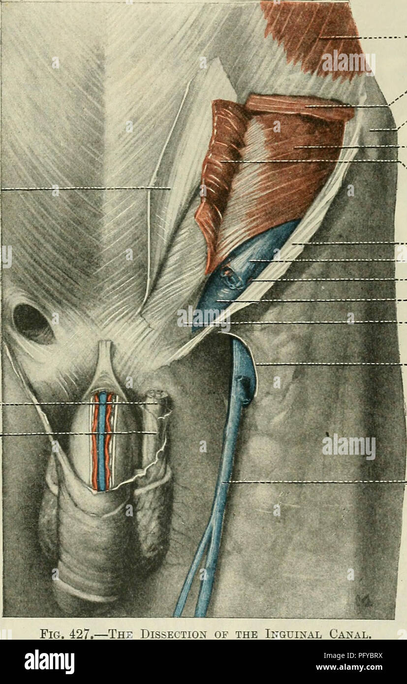 . Cunningham il libro di testo di anatomia. Anatomia. I muscoli della parete addominale. 481 aponeurotica inguinalis (A.T. congiungersi tendine), che passa anteriore alla parte inferiore del muscolo retto, per essere inserita nella cresta e il tubercolo del pube e l'ilio-pectineal linea. Il muscolo transversus è separata dalla parte inferiore nervo intercostale dal obliquus internus muscolo, ed è rivestito sulla sua superficie profonda mediante la fascia transversalis. Il suo bordo inferiore forma un bordo concavo, separato dal legamento inguinale mediante lunular un intervallo in cui la fascia transversalis appare, e Thr Foto Stock
