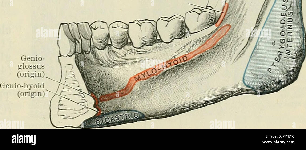 . Cunningham il libro di testo di anatomia. Anatomia. genio-hyoid muscoli; e anche due muscoli, il genioglosso e hyoglossus, che sarà descritta insieme con i muscoli estrinseci della linguetta. M. digastrico.-l'digastric muscolo, come il suo nome implica, possiede due pance-anteriore e posteriore. Il ventre posteriore si pone sotto la copertura della sterno-muscolo mastoide dalla tacca mastoide mediale a il processo mastoide. Essa è rivolta in avanti e verso il basso- circoscrizioni, in compagnia con la Stylo-hyoid muscolo, per terminare in un tendine intermedio, il quale è collegato da una puleggia-come banda di scudo cervicale a t Foto Stock