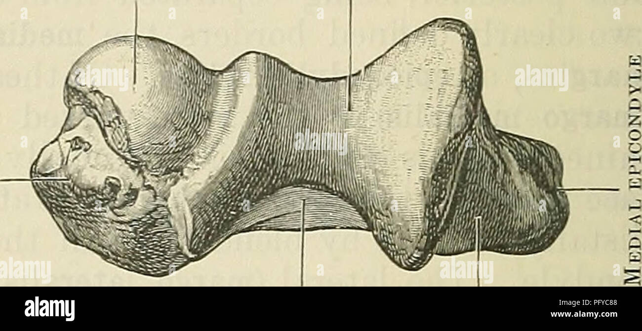 . Cunningham il libro di testo di anatomia. Anatomia. Laterali Capitulum epicondyle. Olecranon fossa scanalatura nemico del nervo ulnare Fig. 199.-aspetto distale della parte distale a Ex-,4 tremitt del b.uce di Omero. La superficie posteriore della metà distale dell'albero è liscia e arrotondata da lato a lato; un po' in direzione distale appiattita, dove l'albero intero tende ad inclinarsi in avanti, essere- proviene continuo su entrambi i lati con la superficie posteriore del epicondyles, mediale di cui è dotata di scanalature per il passaggio del nervo ulnare, mentre le forniture laterale di origine per l'an- coneus muscolo. Il mediale della testa Foto Stock