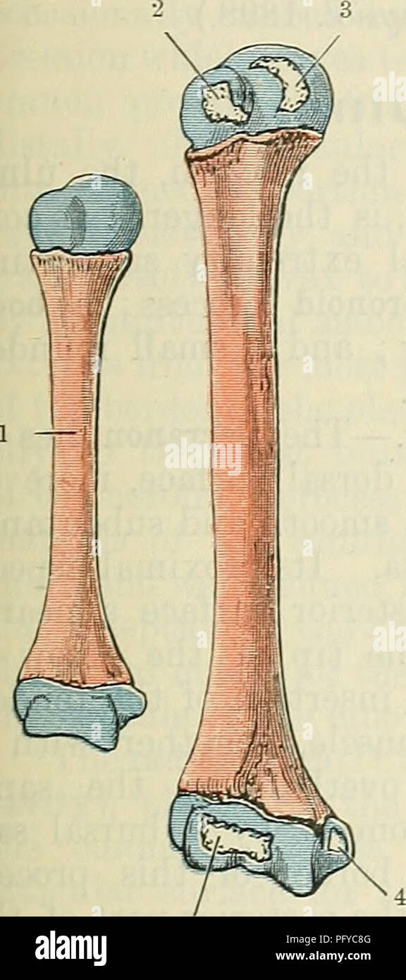 . Cunningham il libro di testo di anatomia. Anatomia. L'omero. 209 ulnare e radiale e i legamenti collaterali del giunto a gomito sono attaccati in modo prossimale alla parte mediale e laterale rispettivamente epicondyles. Il proporzionale lunghezza dell'omero all'altezza del corpo è come 1 è a 493-5 25. Nutrient meati che si sono di solito per essere visto, uno in corrispondenza di o vicino alla superficie per l'inserimento del coraco-brachialis, gli altri di solito in prossimità del bordo posteriore della tuberosità deltoidea; entrambi hanno una direzione distale. Numerose vascular meati che si sono sparse lungo la linea del collo anatomico, quelli più grandi essendo s Foto Stock