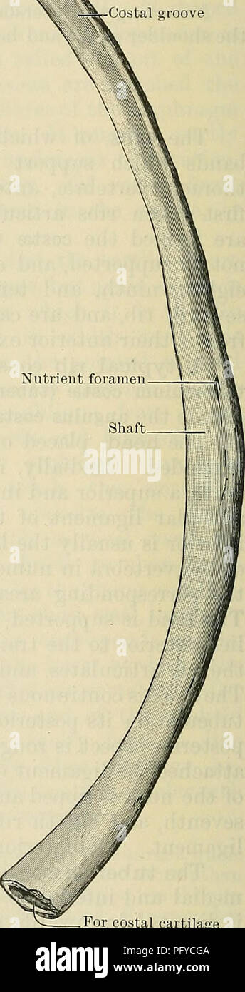 . Cunningham il libro di testo di anatomia. Anatomia. il settimo e ottavo, che di solito sono i più a lungo, sono da due e mezzo a tre volte la lunghezza della prima e della dodicesima nervature rispettivamente. Gli alberi sono curvati in modo da adattarli alla forma della parete toracica. Più acuta nella parte superiore dei membri della serie dove gli alberi sono più brevi e la curva si apre nelle parti centrale e inferiore del torace, dove i diametri delle cavità che sono maggiori. La curva, tuttavia, non è uniforme. Compresa tutta la lunghezza dell'osso, si sarà visto per essere più accentuato verso la zona posteriore pa Foto Stock