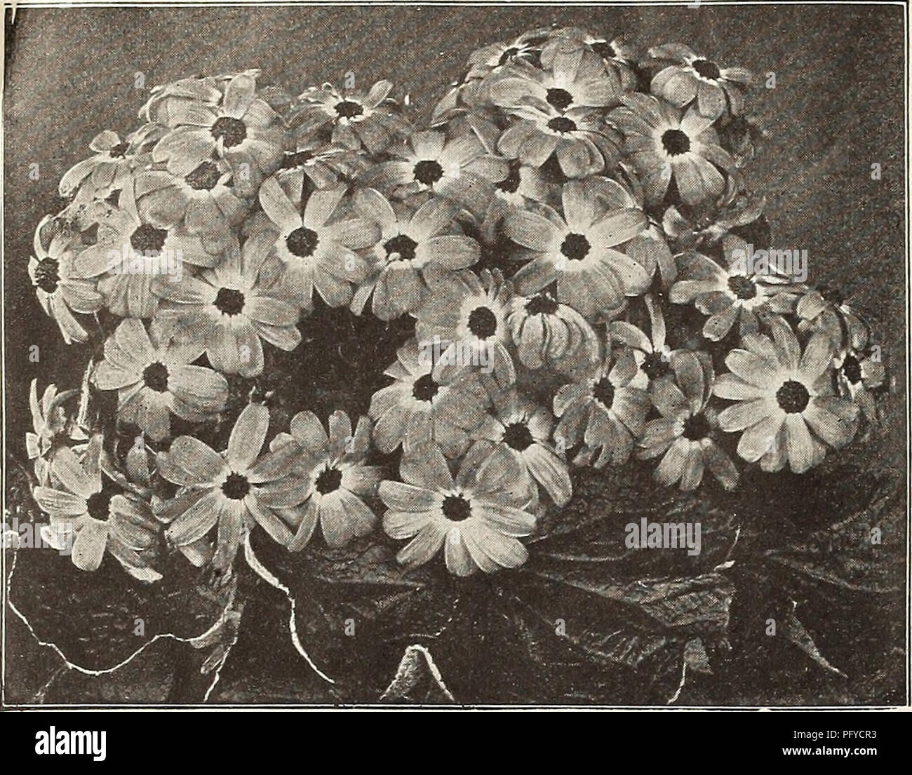 . Currie di bulbi e piante : autunno 1912. Semi di fiori di cataloghi; lampadine (piante) Semi cataloghi; Vivai (orticoltura) cataloghi; piante ornamentali, cataloghi. 12 CURRIE BROS. CO., MILWAtJKEE, Wisconsin. SEASONABLE semi di fiori (tutti tranne hardy Trhere osservato). Diamo qui di seguito un elenco di tali semi di piante di hardy che, per risparmiare tempo, può essere seminata ora, sia all'aperto nelle loro posizioni permanenti o in padelle o pentole per il successivo trapianto. Pkt. DELPHINIUMâPerennial Larkspur. NeÂ"- HybridsâIn splendida miscela 10 il nostro ceppo di questi è stata salvata da un insieme denominato di doppia e singola flowe Foto Stock