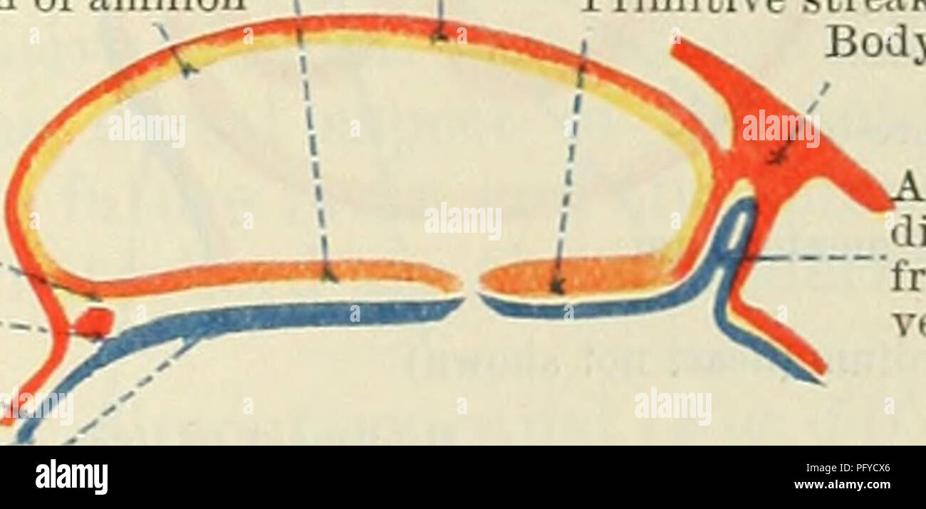 Acquedotto cerebrale immagini e fotografie stock ad alta risoluzione