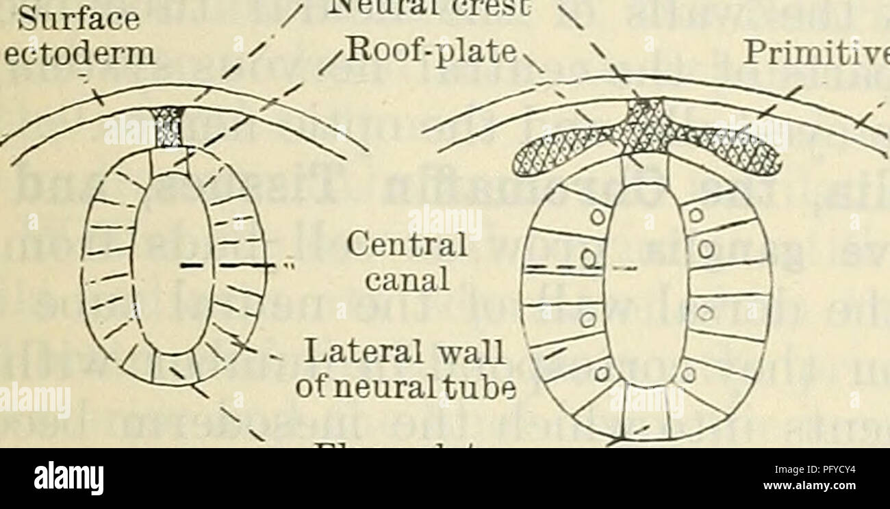 Cunningham il libro di testo di anatomia. Anatomia. Il EAELY NEKVOUS  SISTEMA. 31 Come i margini laterali della piastra neurale sono sollevate la  piastra è necessariamente piegato longitudinalmente e il solco