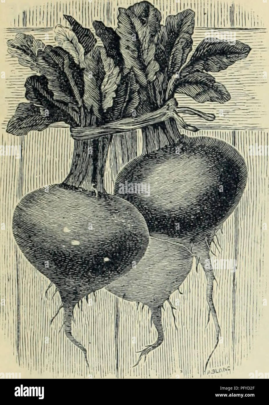 . Currie Bros.' orticoltura : guida di molla 1888. Vivaio Wisconsin cataloghi; fiori Semi cataloghi; lampadine (piante) Semi cataloghi; semi di ortaggi cataloghi; piante ornamentali, cataloghi; attrezzature da giardinaggio e i cataloghi dei materiali di consumo. Qjrri(^ Bros/ J^ortieultural Quide.- 19 Barbabietole da Eclipse. Una varietà altamente stimato per la ricchezza del suo colore e di ottima qualità. Esso è molto precoce, proveniente in circa lo stesso tempo come l'Egiziano. Noi, però, con- sider è superiore a quella varietà sul conto del suo essere di dimensioni maggiori e di scommessa molto- ter qualità. Le cime sono piccole e le radici smootli e globo-sha Foto Stock