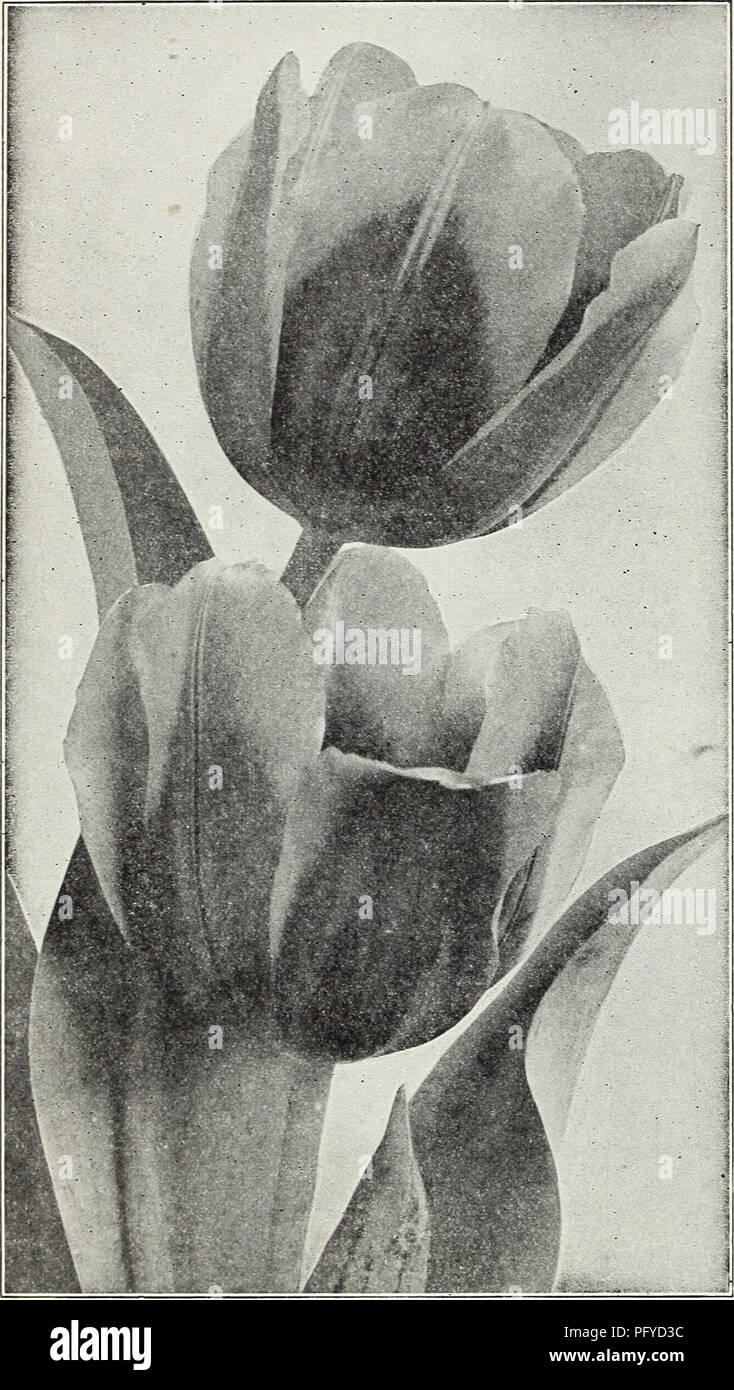 . Currie di bulbi e piante : autunno 1928. Semi di fiori di cataloghi; lampadine (piante) Semi cataloghi; Vivai (orticoltura) cataloghi; piante ornamentali, cataloghi. A. Currie &AMP; Co., bulbi e piante. Tulipani Keiserkroon SIIVGL.E Presto fiorire i tulipani Doz. 100 Artus - (E 9) Profonda scarlet $0.60 $4.00 stella brillante-(E 9) Bright vermiglio centro nero 80 3.50 Cottage Boy - (E 9) arancione-rosso, bor- dered giallo 80 5.30 Cottage 3definito - (E 9) Rose, bordato bianco in modo 3.30 Couleur Cardinale-(M 10) ricca cardi- nal red S3 6.00 de Wet (Fireglow) - (E 10)- Beauti ful golden, lavato e strisce arancio fiery Foto Stock