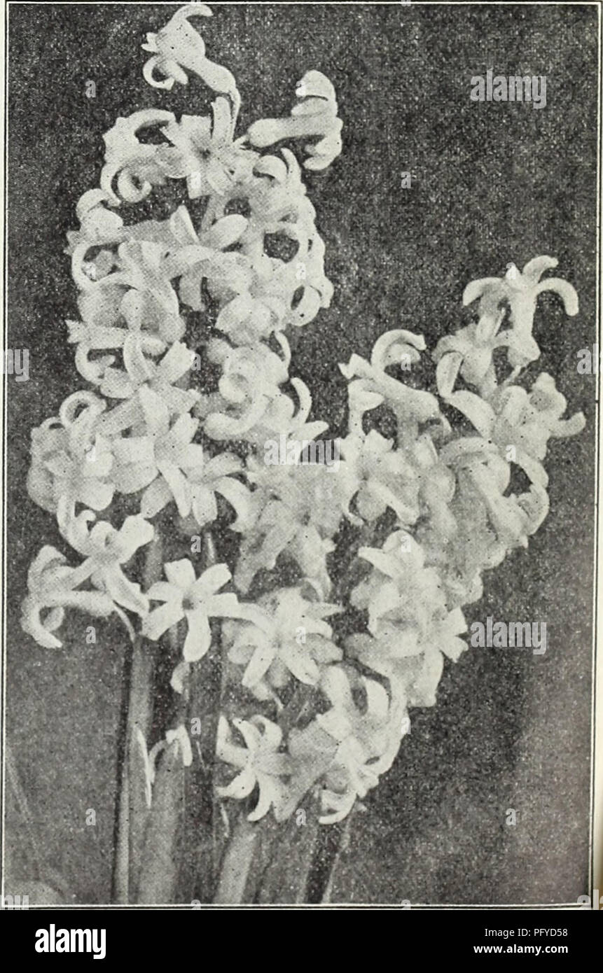 . Currie di bulbi e piante : autunno 1928. Semi di fiori di cataloghi; lampadine (piante) Semi cataloghi; Vivai (orticoltura) cataloghi; piante ornamentali, cataloghi. Giacinti olandese scelta nominata selezionare prima dimensione lampadine ogni Sac; dozzina, J^.50; 100, JJIS.OO postpagato singolo rosso e rosa Cardinale VViseiiian-Bright, rosa, ammenda Giacinto olandese spike. Garibaldi-incandescente crimson, ammenda spike. Gertrude-Rosy rosa, grande architrave. Gigantea-molto grande rosa pallido. Il re del Belgio-rosso brillante, bella architrave. Marconi-rosa luminoso, grandi campane. Signora Derby-Extra large, rosa delicato La Victoire-rosso brillante, grandi spike. Qu Foto Stock