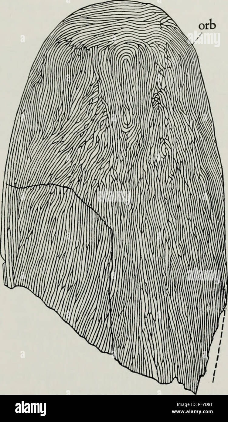 . Il Cyathaspididae; una famiglia di Silurian e jawless Devoniano vertebrati. Cyathaspididae. DENISON: IL CYATHASPIDIDAE 423. Fig. 145. Homalaspidella borealis, tipo (da Denison, 1963); protezione dorsale posteriormente incompleto, Princeton 17101 (X 4). orb, orbita. Tipo.-Princeton 17101, una protezione dorsale, incompleti posteriormente (figg. 145, 146,B). Di cui esemplari: Princeton 17092, 17102, 17378-17383. Ricorrenza.-probabilmente inizio Devoniano (Inizio Downtonian) calce- pietre e rocce argillose graptolitic,1 Beaver River, southeastern Yukon. Diagnosi.-La lunghezza della protezione dorsale è 28-30 mm., e l'orbitale Foto Stock