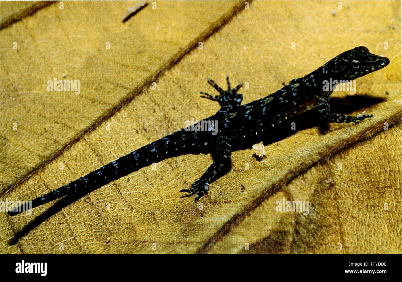 . Herpetology corrente. Rettili; Herpetology. DAS &AMP; LEONG-NUOVA lucertola dalla Thailandia meridionale 65. Fig. L holotype di Cnemaspis phuketensis sp. nov. (ZRC 2.5212) nella vita. Descrizione di holotype una piccola specie di Cnemaspis (muso di lunghezza di sfiato 29,0 mm); muso allungato, grande (HL/ rapporto SVL 0,18), strette (HW/rapporto SVL 0,16), premuto (HD/HL rapporto 0,66), distinto dal collo; lores inclinate e regione interorbital appiattito; muso lungo (E-S/HW rapporto 0,87), più di occhio diametro (DE/E-S rapporto 0,43); scale su muso e la fronte presenta verrucosa, sotto ingrandimento ha rivelato come tubercoli che vengono sollevati Foto Stock