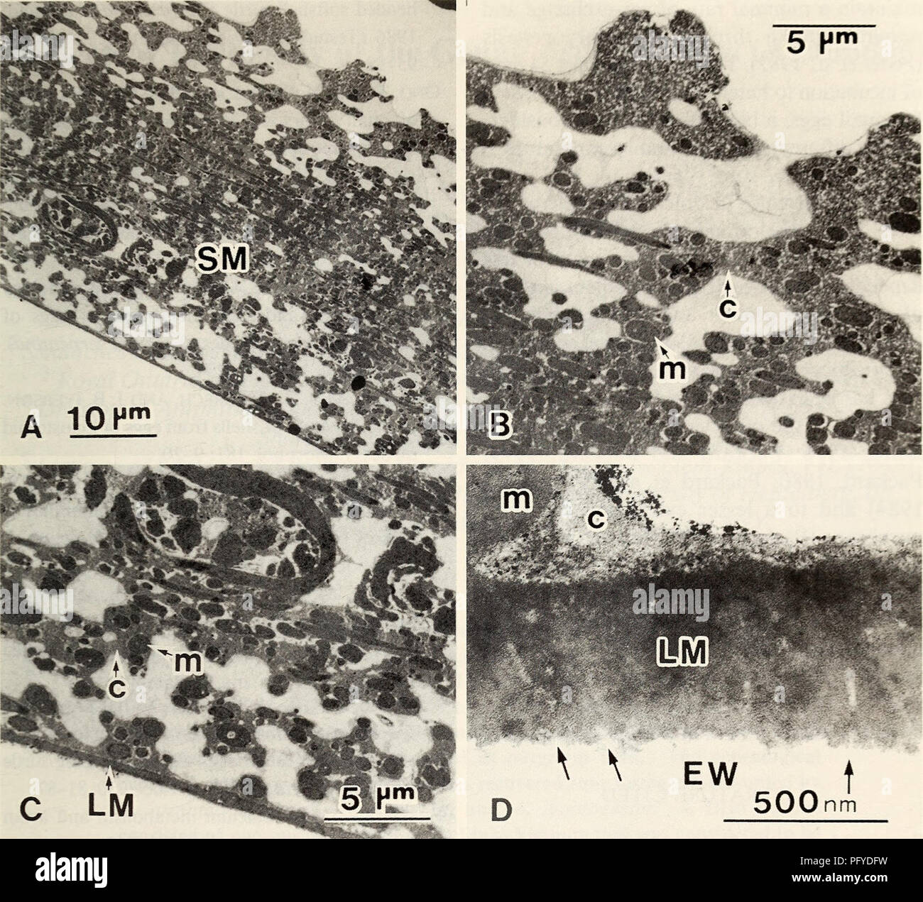 . Herpetology corrente. Rettili; Herpetology. YOSHIZAKI ET AL.- membrana a guscio di uovo di tartaruga. Fig. 3. Le micrografie micrografie a trasmissione di elettoni di guscio interno membrane da parte cinese di soft-Sgusciate le uova di tartaruga il giorno 6 di incubazione. (A,B) fibre di shell membrane (SM) sono costituiti da due componenti, il midollo (m) e corteccia (c). Nella parte esterna della membrana, il fusibile di fibre tra loro attraverso la loro corteccia. (C, D) all'interfaccia con il bianco d'uovo (EW), la membrana del guscio è delimitata da uno strato di materiale denso chiamato la membrana limitante (LM). Ci sono piccoli canali che scorrono perpend Foto Stock