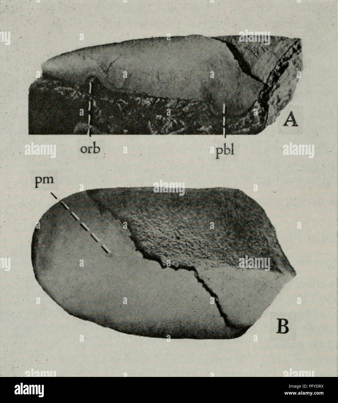 . Il Cyathaspididae; una famiglia di Silurian e jawless Devoniano vertebrati. Cyathaspididae. 400 FIELDIANA: geologia, volume 13. Fig. 136. Dinaspidella robusta, tipo (da Kiaer, 1932); incompleta protezione dorsale, Paleontologisk Museum, Oslo, D 454 (X circa 2). Un, vista laterale del lato sinistro; B, vista dorsale. orb, orbita; pbl, lobo postbranchial; PM, pineale macula. specie di Dinaspis. Una protezione dorsale (fig. 136) in Paleontologisk Museum, Oslo, D 454 (op. cit., pi. 4, figg. 2-3) è stato designato come tipo di D. robusta. cfr. Dinaspidella sp. Di cui campione.-CNHM, PF 3871, rotte e dorsa incompleta Foto Stock
