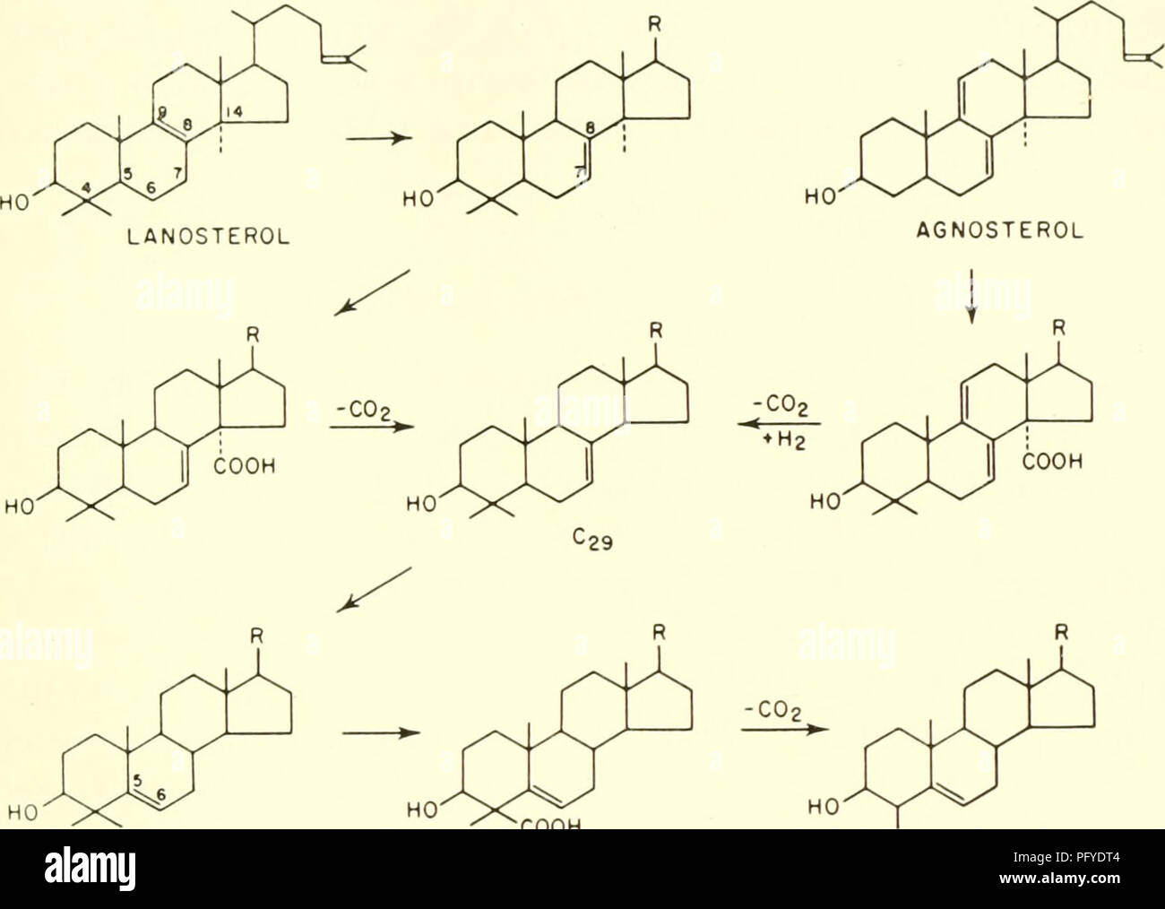 . Correnti nella ricerca biochimica, 1956; ventisette saggi charting il presente corso di ricerche biochimiche e considerando il rapporto intimo di biochimica alla medicina, la fisiologia e la biologia. Biochimica -- Ricerca. Struttura chimica di A7-cholestenol al colesterolo (8). Ossidazione del primo e del secondo gruppo metile in C4 sarebbe ancora una volta resa degli acidi carbossilici che sono suscettibili di essere decarbossilazione- cause del doppio legame in /3,7 posizione. È pur vero che altri. "COOH CH3 C2e. Si prega di notare che queste immagini vengono estratte dalla pagina sottoposta a scansione le immagini che potrebbero Foto Stock