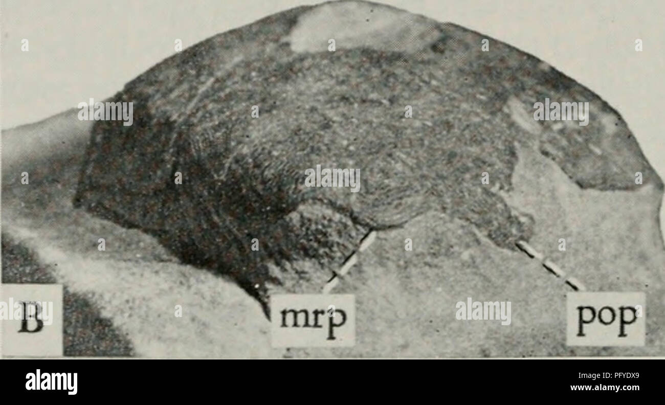 . Il Cyathaspididae; una famiglia di Silurian e jawless Devoniano vertebrati. Cyathaspididae. Fig. 135. Dikenaspis yukonensis, tipo; incompleta protezione dorsale, Princeton 17088 (X 3). Un, vista laterale del lato sinistro; B, vista rostrale. bro, apertura brachiale; mrp, mediano processo rostrale; pbl, lobo postbranchial; pop, preorbital processo. aspis differisce da altri Irregulareaspidinae in presenza di distinte epitega, indicato soprattutto dalla maggiore o minore delle nervature trasversali della epitegum rostrale (fig. 134, rep), e i semi-ellittica organizzare- mento delle creste anteriore della centrale combinata ep Foto Stock