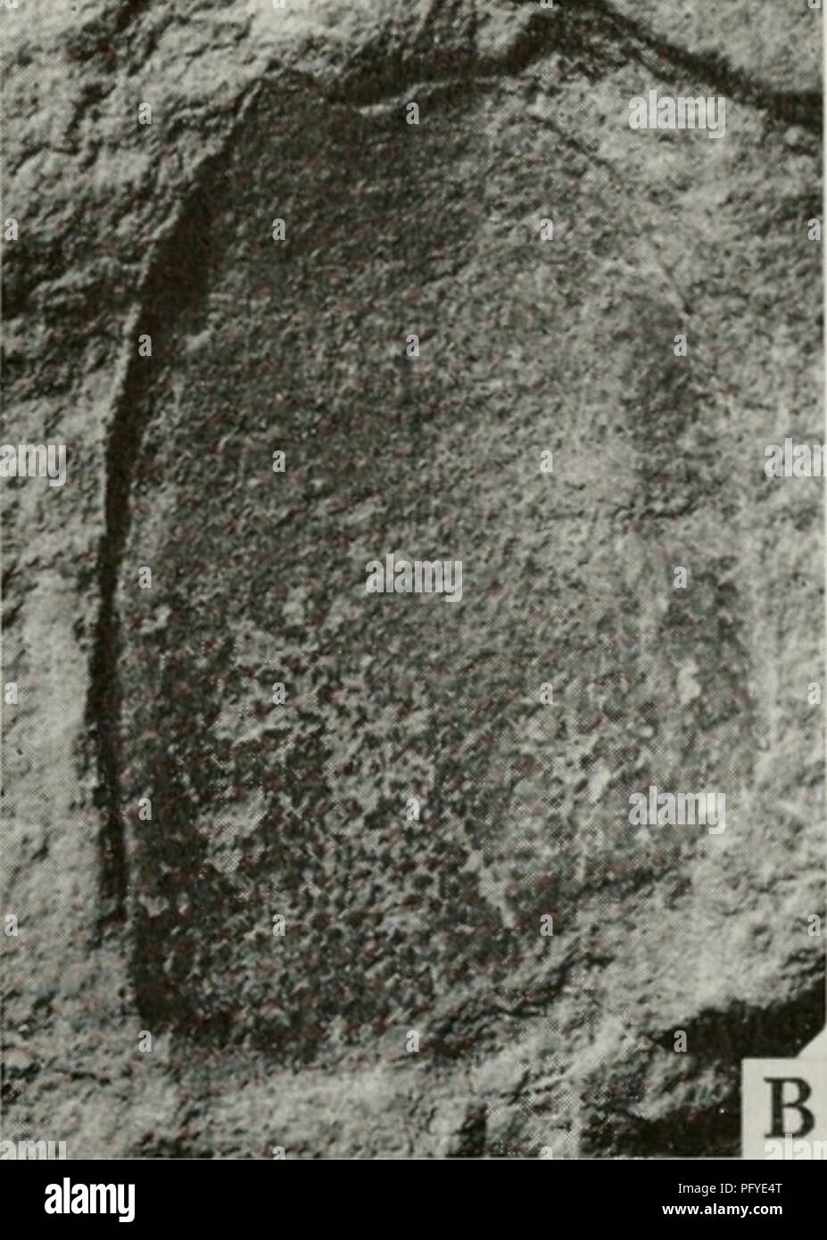 . Il Cyathaspididae; una famiglia di Silurian e jawless Devoniano vertebrati. Cyathaspididae. Fig. 133. Listraspis canadensis (X 2). Un incompleto di protezione dorsale, CNHM, PF 3683a e B, scudo ventrale, in gran parte conservata come un impressione, CNHM, PF 3687. orb, orbita; pip, postero-punto laterale; ro, rostro. dall'epitegum laterale, ed è situato a circa come è usuale in cya- thaspids, molto in anticipo rispetto all'estremità posteriore della protezione. La superficie ventrale dell'orlo dello scudo dorsale continua come una distinta lamina ventrale anteriore alla piastra brachiale, sotto le orbite e in gran parte n Foto Stock