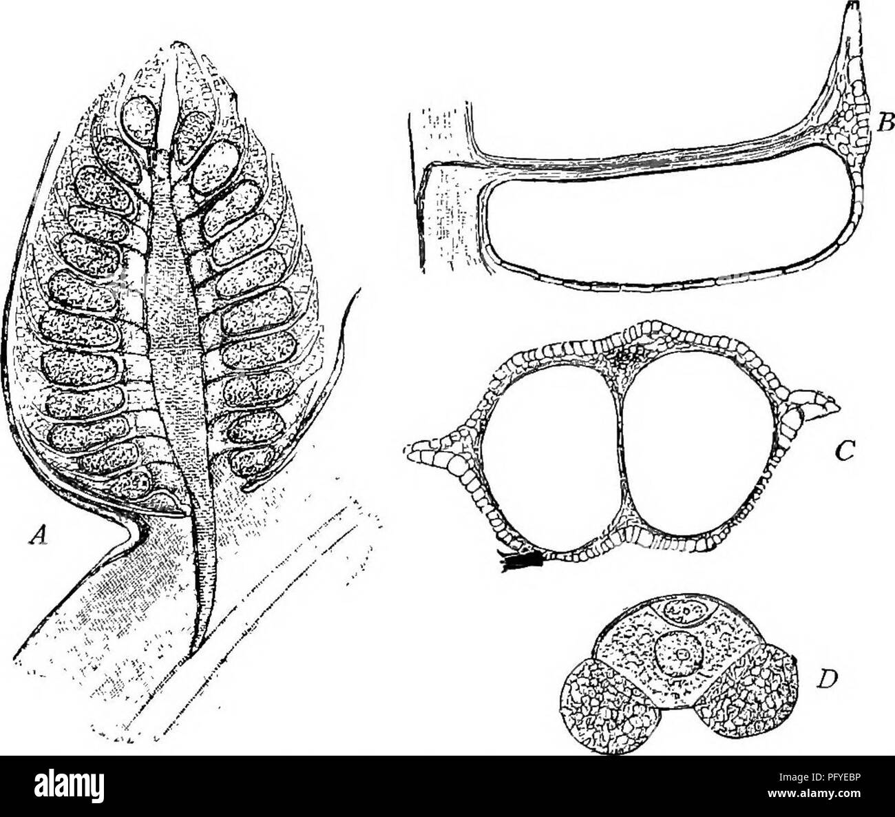 . Un libro di testo di botanica per le scuole secondarie. La botanica. 214 UN LIBRO DI TESTO OP botanica che diventano molto spessi e duri (Fig. 204, un), e che sono strettamente impaccati insieme fino a quando essi divaricati per far uscire il semi (Fig. 202, c). Sul lato superiore di ciascun sporophyll, vicino alla sua base vi sono due sporangia (Fig. 204, B e C) in ognuna delle â che vi è un unico grande spora (megaspore). Così grande è la spora che assomiglia a. Fig. 203.âStaminate cono di pine; una sezione di cono, mostrando sporophylls (stami) cuscinetto sporangia (polline sacs); B, sezione longitudinale di stame, attraverso una pol Foto Stock