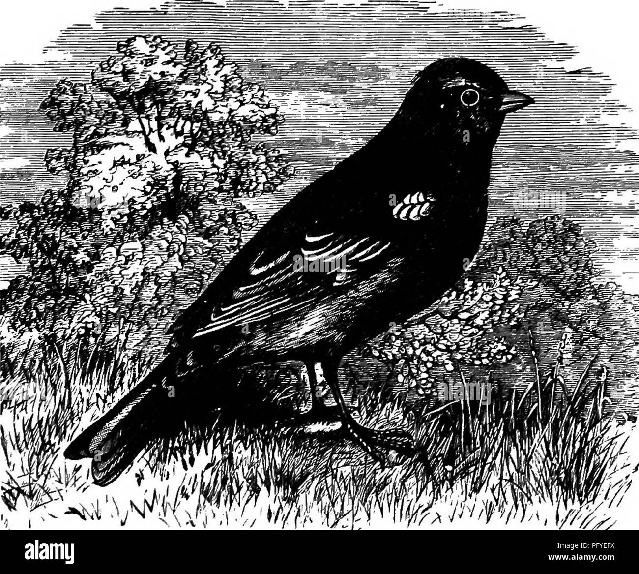 Questa chiave per gli uccelli nordamericani fornisce una panoramica delle specie di uccelli viventi e fossili in tutto il continente, comprese regioni come la Groenlandia e la bassa California. Include anche un manuale sull'ornitologia sul campo, la raccolta e la conservazione degli uccelli. Il lavoro contribuisce alla classificazione degli uccelli e agli studi ornitologici. Foto Stock