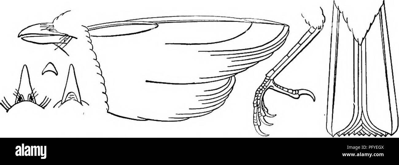 . Chiave per uccelli del Nord America. Contenente un conciso conto di ogni specie di vita e di uccelli fossili attualmente conosciuti dal continente nord del Messico e degli Stati Uniti, di confine inclusive della Groenlandia e la Bassa California, con il quale sono incorporati generali di ornitologia: un contorno della struttura e la classificazione degli uccelli; e campo ornitologia, un manuale di raccolta, preparazione e conservazione degli uccelli. Gli uccelli; uccelli. 182. V. s. prugna'beus. (Lat. plumbeus, piombo-colorato. Fig. 197.) Plumbeous GtRBenlet. Cappa di piombo-grigio, piuttosto luminoso'er e più ashy sulla corona, ma senza un marcato contra Foto Stock