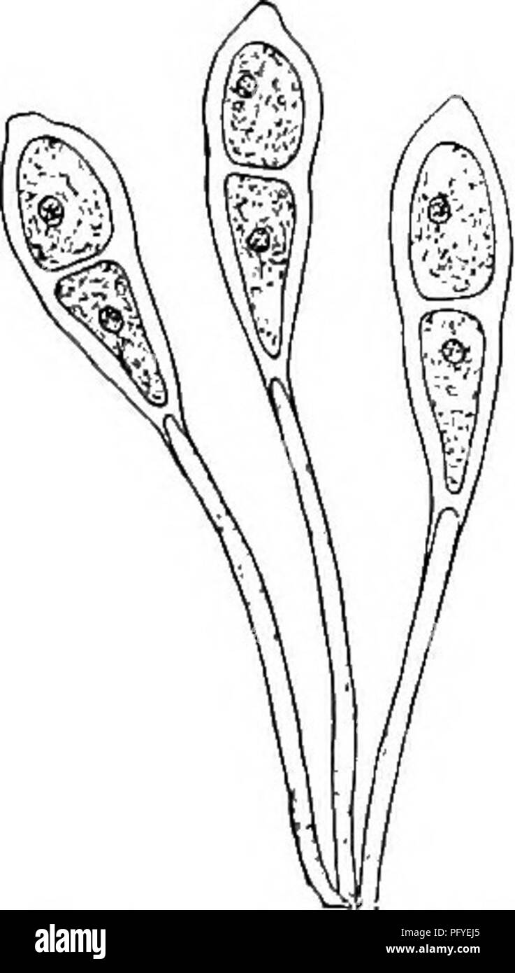 . Un libro di testo di botanica per le scuole secondarie. La botanica. 150 UN LIBRO DI TESTO OP botanica. Fig. 141.-l'inverno spore di grano-ruggine. Tali mezzi di spore di estate la ruggine può propagarsi attraverso un campo di grano e in campi adiacenti con grande rapidità. Più tardi nella stagione, su la stoppia e sulle piante non rimosso in har- vesting, linee nere e puntini compaiono, che sono masse di un tipo molto diverso di spora inviati alla superficie dal myce- Uum (Fig. 141). Questo spore, che è due- celled e ha un grosso muro, è l'inverno a spore; per esso è in questa forma che la ruggine di solito dura il wint Foto Stock