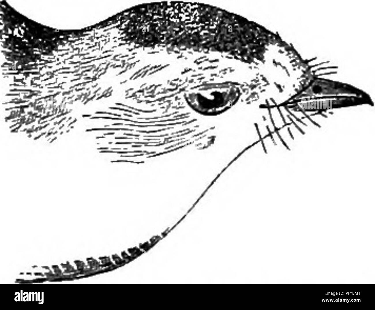 Questa guida fornisce brevi descrizioni di tutte le specie di uccelli viventi e fossili conosciute in Nord America, comprese quelle in Groenlandia e bassa California, insieme alle tecniche di ornitologia sul campo per la raccolta, la conservazione e lo studio degli uccelli. Foto Stock