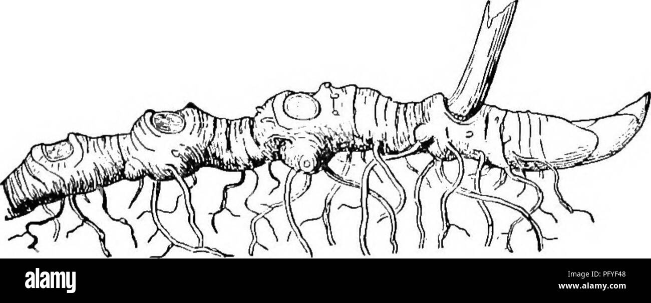 . Un libro di testo di botanica per le scuole secondarie. La botanica. Fig. 62.-rizoma di un Junciui, mostrando come essa avanza al di sotto del suolo e invia una successione di rami; la rottura di tali un portinnesto solo i risultati in individui separati. solo un singolo ramo di antenna viene inviato ogni anno, come in wild zenzero, Salomone guarnizione (Fig. 63), iris, bloodroot, ecc.; in altri, le foglie e i fiori possono essere inviati separatamente dal rizoma. In com- mon felci, si sarà notato, così - chiamati fronde sono sim- tela con grandi foglie deeloped direttamente dal rizoma. Per- haps più familiare è il exten Foto Stock