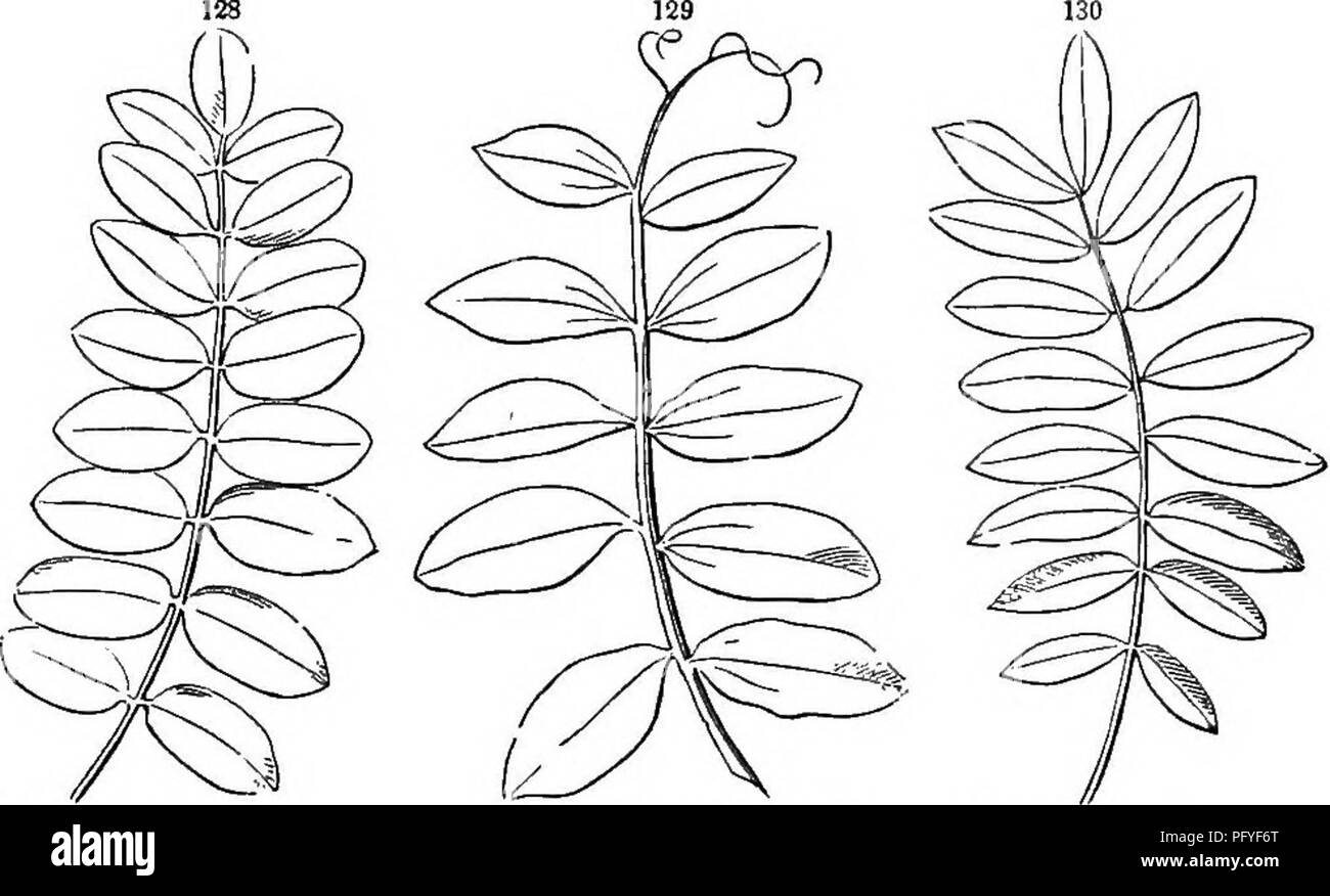 . La botanica per giovani e scuole comuni. In che modo le piante crescono, una semplice introduzione alla botanica strutturale. Con una flora popolare, o una disposizione ed una descrizione delle piante comuni, sia selvatici e coltivati. La botanica; Botanica. Tipi e forme di foglie. 51 la fila superiore sono chiamati pinnately lohed, schisi, parted o diviso, come può essere il caso, e quelli della fila inferiore palmately lohed, schisi, &amp;c. Il numero di lobi o pezzi possono anche essere espressi nella stessa frase. Così, Hepatica ha una pal- valgono trilobata foglia (Fig. 121) ; il Eed Maple un palmately cinque-schisi foglia (Fig. 84), e così Foto Stock