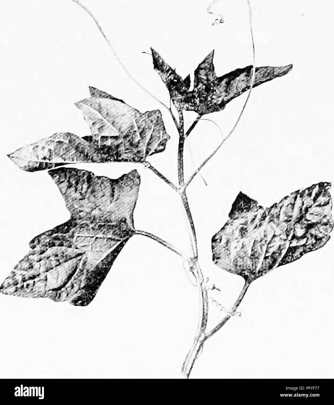 Questo libro di testo sulla botanica mette in evidenza varie piante rampicanti come tendini di viti e cetrioli stellati, con particolare attenzione alla crescita delle liane nelle foreste tropicali. Spiega come le piante rampicanti usano tendini o ventose per aggrapparsi a supporti come alberi e pareti, consentendo loro di prosperare in ambienti densi. Foto Stock