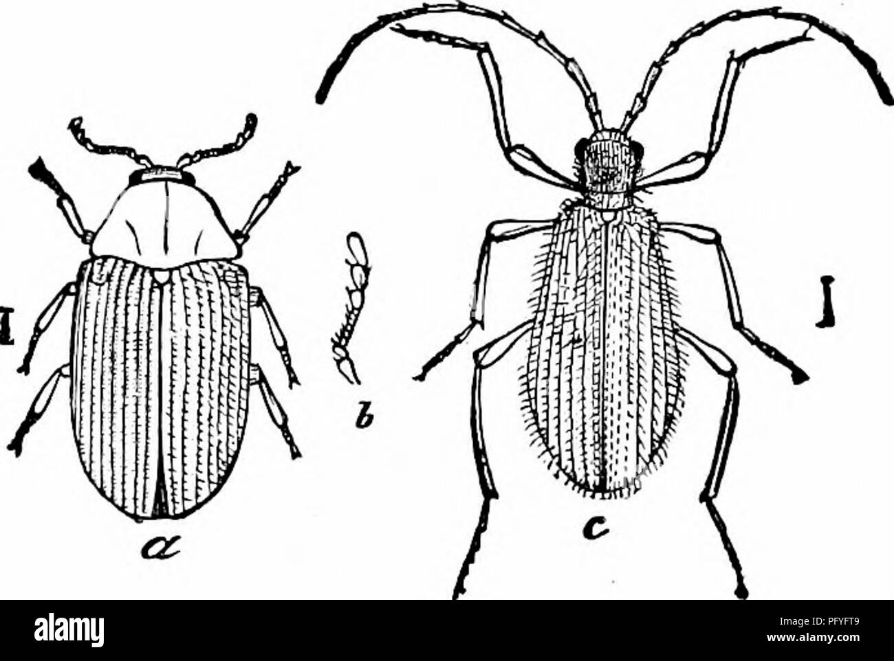 . Chiave per uccelli del Nord America. Contenente un conciso conto di ogni specie di vita e di uccelli fossili attualmente conosciuti dal continente nord del Messico e degli Stati Uniti, di confine inclusive della Groenlandia e la Bassa California, con il quale sono incorporati generali di ornitologia: un contorno della struttura e la classificazione degli uccelli; e campo ornitologia, un manuale di raccolta, preparazione e conservazione degli uccelli. Gli uccelli; uccelli. Fig. 10. - Dermestes lardarius, en- grandi, a, larva; b, una vista ingrandita dei capelli; Cj imago.. Fro. 11. - Sitodrepa panicea. ingrandita, un, imago; b, il suo un- tenna, più ingrandita Foto Stock