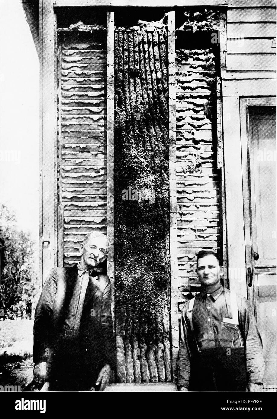 Questo articolo della rivista National Geographic, fotografato da Grover Mobley, descrive un caso unico di uno sciame fuggitivo di api che ha creato un grattacielo a nido d'ape all'interno di un edificio a Garden City, Kansas. Il pezzo mette in evidenza l'affascinante comportamento delle api quando formano sciami e cercano nuovi luoghi per creare alveari. Foto Stock