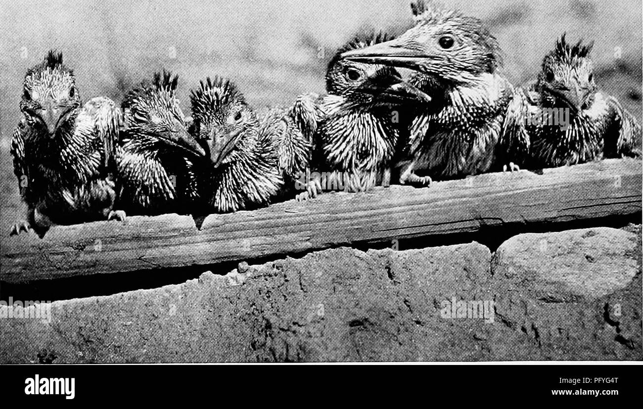 . [Articoli su uccelli da National Geographic Magazine]. Gli uccelli. 804 Il National Geographic Magazine. Fotografia di L. W. Brownell SCRAGGLY BABY martin pescatore schierate per un bagno di sole di solito tratteggio su una massa di rigurgitato lische di pesce, questi giovani pinfeathered passano i primi giorni della loro vita in un nido sotterraneo. Il Kingfisher scava una casa in una banca, più comunemente accanto al ruscello o lago. le pendici della montagna di El Yunque, li ho trovati in appoggio in dead tree tops dopo la pioggia per asciugare le piume della sun. Può vivere fino a ottanta il pappagallo grigio africano è stato conosciuto in cattività f Foto Stock