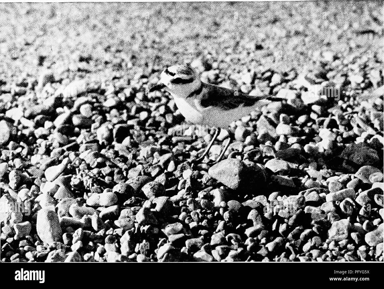 . [Articoli su uccelli da National Geographic Magazine]. Gli uccelli. 720 IL NATIONAL GEOGRAPHIC MAGAZINE i&GT;* ,. A STONY AUTOSTRADA OFFRE UN LUOGO DI NIDIFICAZIONE PER QUESTO SNOWY PLOVER l'uccellino di cui il suo protettivo uova colorate nel mezzo di una strada di ghiaia che conducono a sopportare le paludi del fiume. Divenne presto abituati al passaggio di vetture e sarebbe da dart le sue uova appena in tempo per non essere eseguito al di sopra, quindi sarebbe scamper indietro non appena la vettura ha corso da (pagina 717).. Si prega di notare che queste immagini vengono estratte dalla pagina sottoposta a scansione di immagini che possono essere state migliorate digitalmente per la leggibilità - colorazione Foto Stock