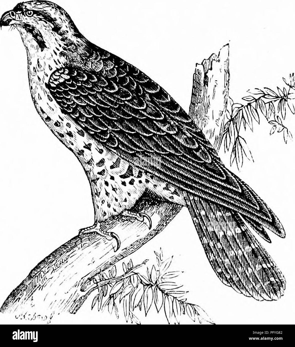 . Rettili e uccelli. Un popolare conto dei vari ordini; con una descrizione delle abitudini ed economia dei più interessanti. Uccelli e rettili. 610 EAPTOEES, OE UCCELLI DEL PEET. I primi due di questi sono molto docile e di conseguenza sono stati avidamente ricercati dai falconieri, che li hanno utilizzati per perseguire l'airone, la gru e la cicogna. Un antico diritto danese, che è stato abrogato nel 1758, VIETAVA, sotto pena di morte, la destruc- zione di questi uccelli. Il Lanner Falcon (Buffon) è circa la stessa dimensione di "Gyrfalcon bianco; si trova in Ungheria, in Russia, in Stiria e in Grecia, dove si fa il suo Foto Stock