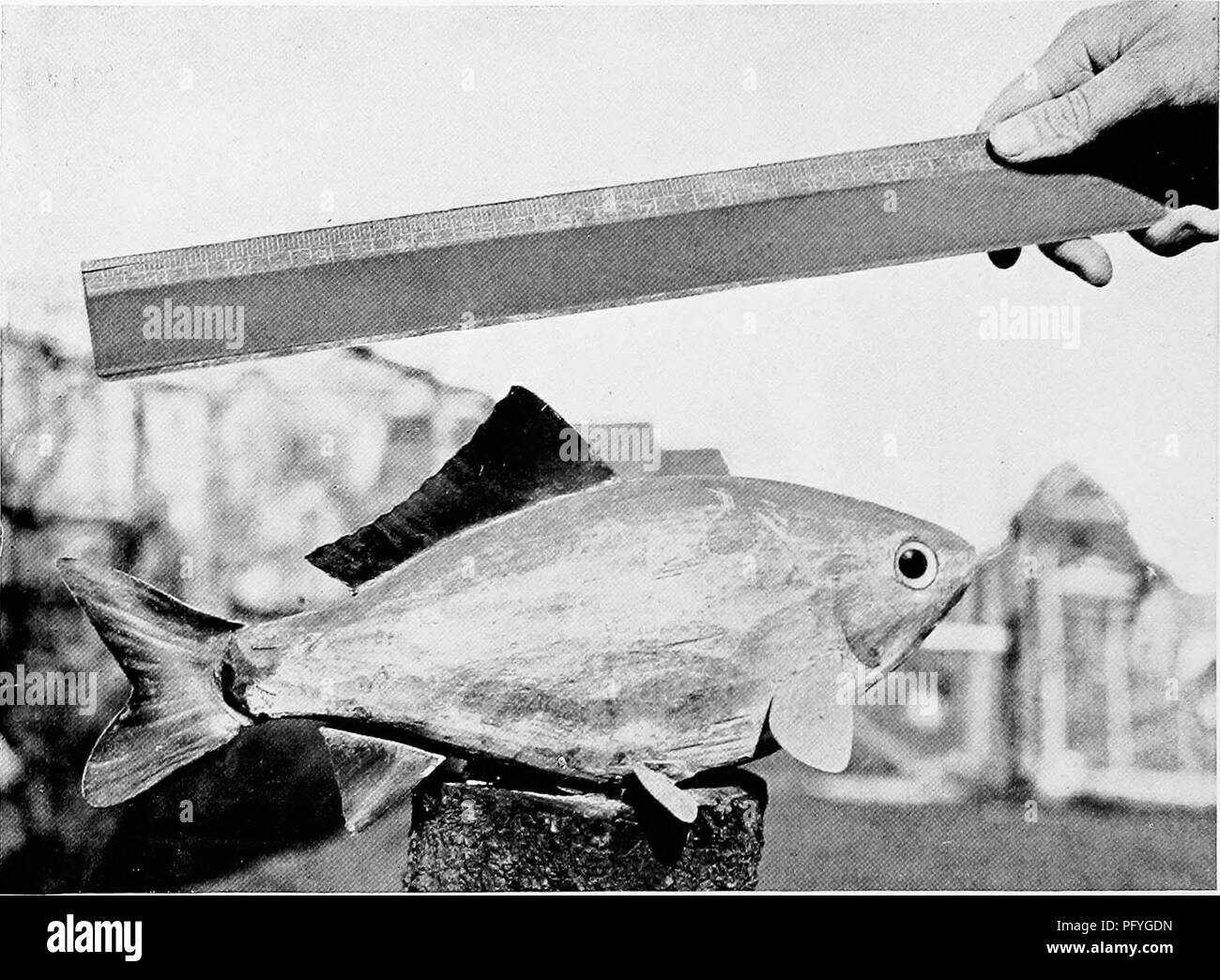 . [Articoli su uccelli da National Geographic Magazine]. Gli uccelli. Foto di Howard H. scinde mostra il pesciolino con "FUIJ, RIG" &lt;)F ALETTE UEFORE essendo ancorata fuori per l'esperimento 30. Willow Creek, Mont. 31. Carlsbad, N. Mex, 32. Rio Grande, N. Mex. 3i. Cold Springs, Ore. 34. Belle Fourche, S. Dak. 35. Strawberrj' 'vicolo, Utah. 36. Kcechelus, nello Stato di Washington S7. Kachess, nello Stato di Washington 38. Clcalum, nello Stato di Washington 39. Humping Lago, nello Stato di Washington 40. Conconull.v, nello Stato di Washington 41. Pathfinder, Wi'o. 42. Shoshone, Wyo. 43. Minidoka, Idaho. 44. Mare di Bering, Alaska. 45. Tuxedni, Alaska. 46. San Lazaria, Alaska. 47. "S' Foto Stock