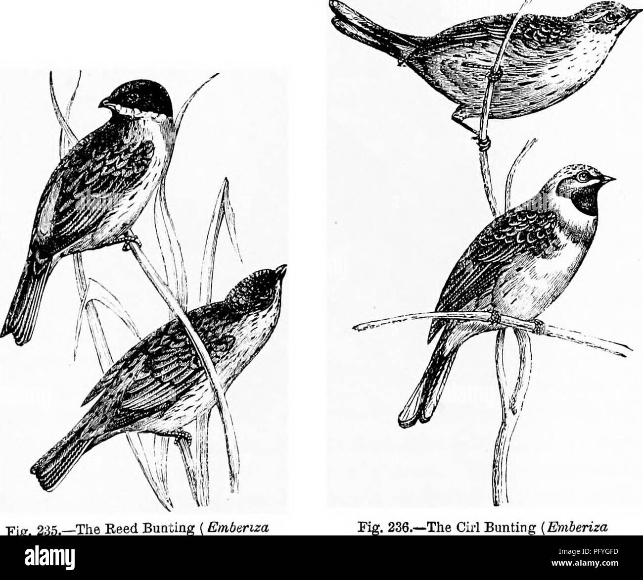 . Rettili e uccelli. Un popolare conto dei vari ordini; con una descrizione delle abitudini ed economia dei più interessanti. Uccelli e rettili. BUNTINGS. 525 quasi rettilineo, i lati convessi, bordi inflessa, la punta acuta; minore mandihle ha l'angolo breve, ampio e arrotondato. Al palato è un disco, manopola ossea di schiaccerà il seme che costituisce il loro principale alimento. Il loro habitat generale è i campi e le siepi al margine del bosco; alcune poche specie tormentare le rive dei fiumi. Essi costruiscono i loro nidi sul terreno o su cespugli bassi e in questo deposito hanno quattro o cinque uova. Il youn Foto Stock