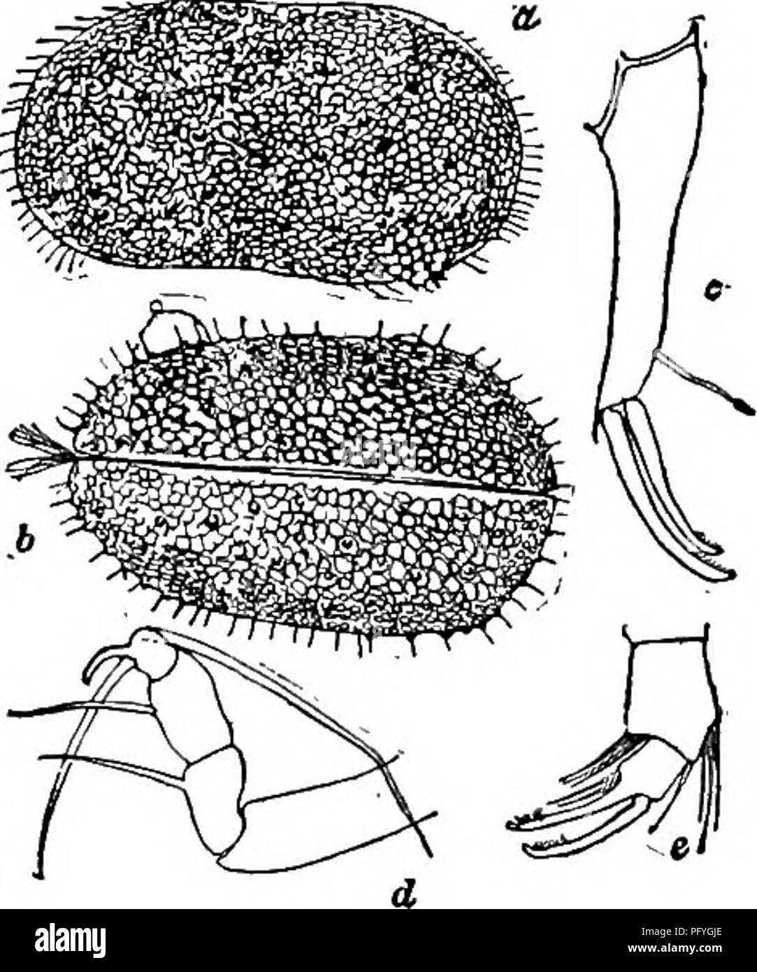 . Di acqua fresca biologia. Biologia di acqua dolce. Il OSTRACODA 823 91 tratto terminale della seconda gamba con tre a differenza di setae, uno dei quali è riflessi (Fig. 1291 d). Subfamiglia Candoninae . 92 92 (94) guscio reticolare molto tumid. Piccolo e paffuto forme, non più di 0,80 mm. a lungo. La seconda antenna di entrambi i sessi di cinque segmentata. Paracandona Hartwig 1899 . 93 Shell profusamente ornate con aree poligonali e tubercoli (Fig. 1291 a). Euplectella Paracandona Brady e Norman 1889. Lunghezza da 0,56 a 0,58 mm., altezza 0,32 a 0,36 mm., larghezza 0,32 a 0,34 mm. Voce maschile un po' più grandi. Un terminale artiglio della mandibola Foto Stock