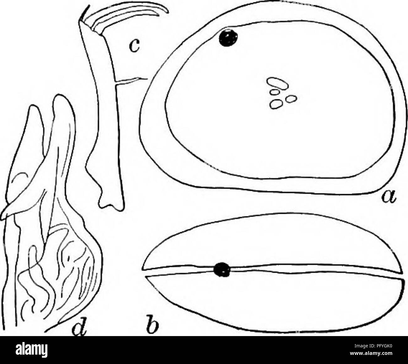 . Di acqua fresca biologia. Biologia di acqua dolce. Il OSTRACODA 821 84 (83) Guscio liscio, con piccole puncta. Addome con due processi cilindrico Cypria (Cypria) opthalmica Jurine 1820. Lunghezza da 0,56 a 0,60 mm., altezza 0,36 a 0,40 mm., larghezza 0,3 2 a 0,36 mm. Guscio compresso, marrone chiaro, con dark Brown patch ante riorly e posteriormente e appena di ritorno dell'occhio-spot. Setae Natatory molto lunga, raggiungendo oltre il terminale artigli da più di tutta la lunghezza dell'antenna. Furca circa otto volte più a lungo come ampia. Superficie e "matasse di fondo nel fiume canali e laghi, e le loro coste; Febbraio ad Ottobre. Foto Stock